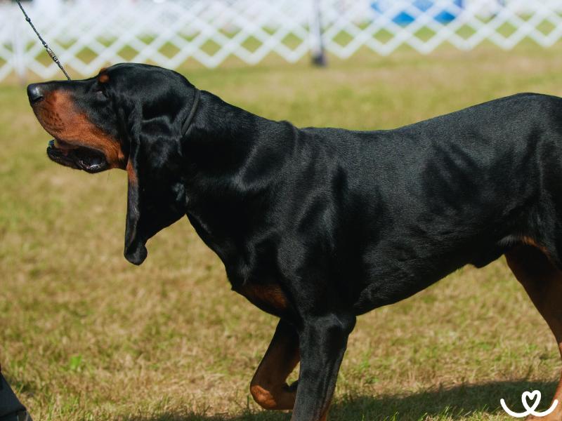 Plemeno-black-and-tan-coonhound (7)